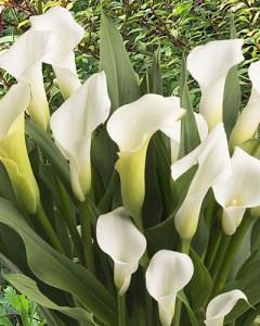 Zantedeschia Crystal Clear (1)
